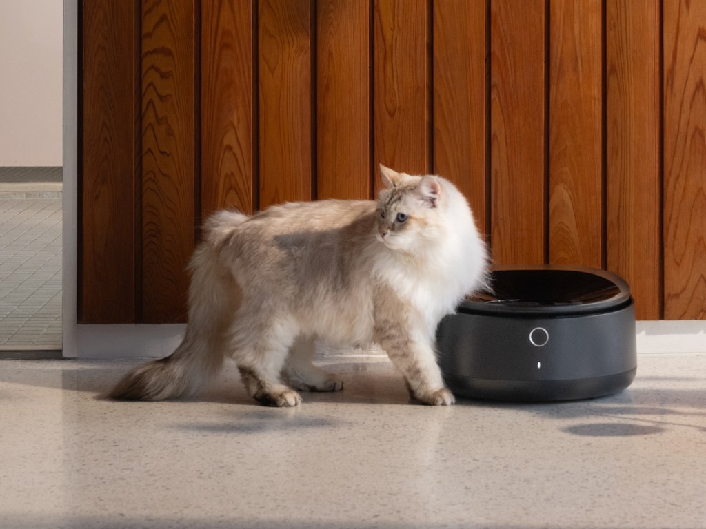 Новый умный холодильник для кормления мокрым кормом от Petlibro - то, что заслуживает ваша кошка
